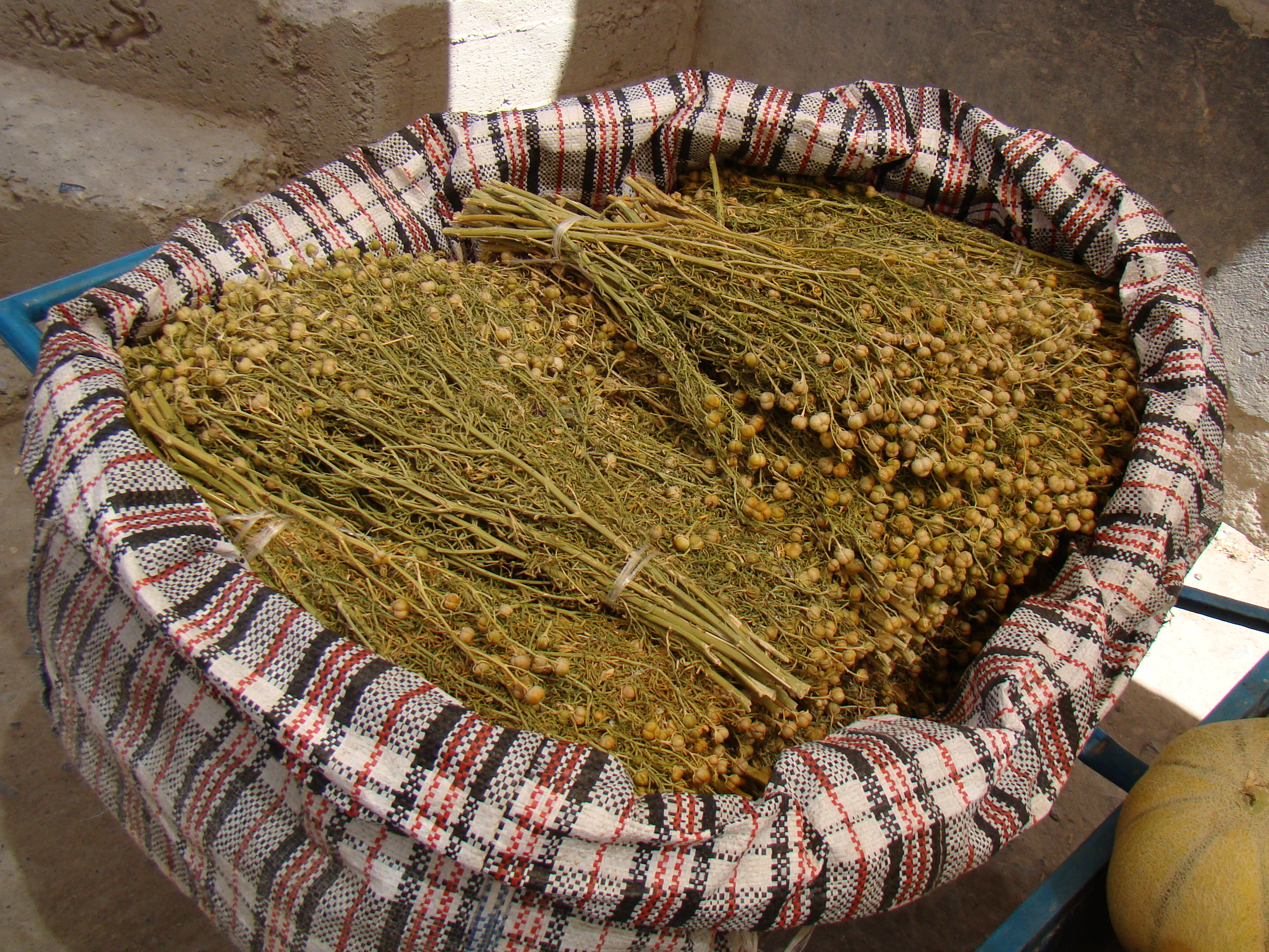 Peganum_harmala%3B_Kentau.jpg