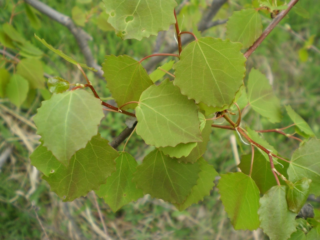 Растет осина. Populus tremula (осина дрожащая). Крона осины. Осина обыкновенная (Populus tremula). Осина Евросибирская.