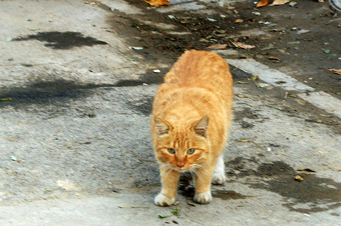 Cat-3.jpg