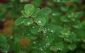 Nature_Plants_Dew_on_leafs_008403_32.jpg