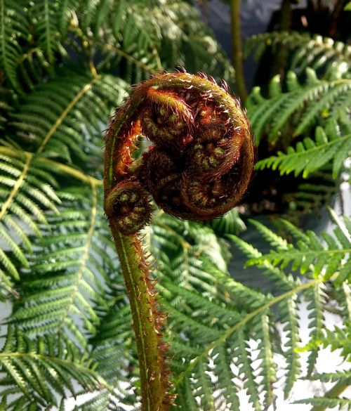 fern-2454372_1280.jpg