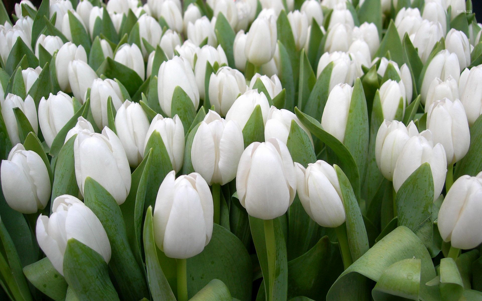 beautiful-white-tulips-53777-1920x1200.jpg
