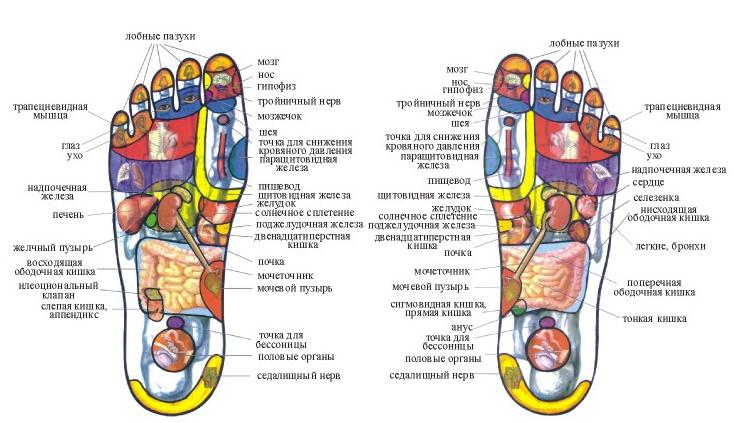 Стопа с точками органов фото. Проекция органов на ступне. Проекция органов на стопе человека. Проекция органов на стопе правой ноги. Проекция органов на стопе левой ноги.