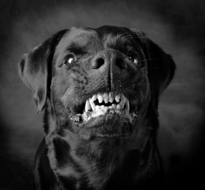black_dog_4.jpg