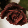 agne
