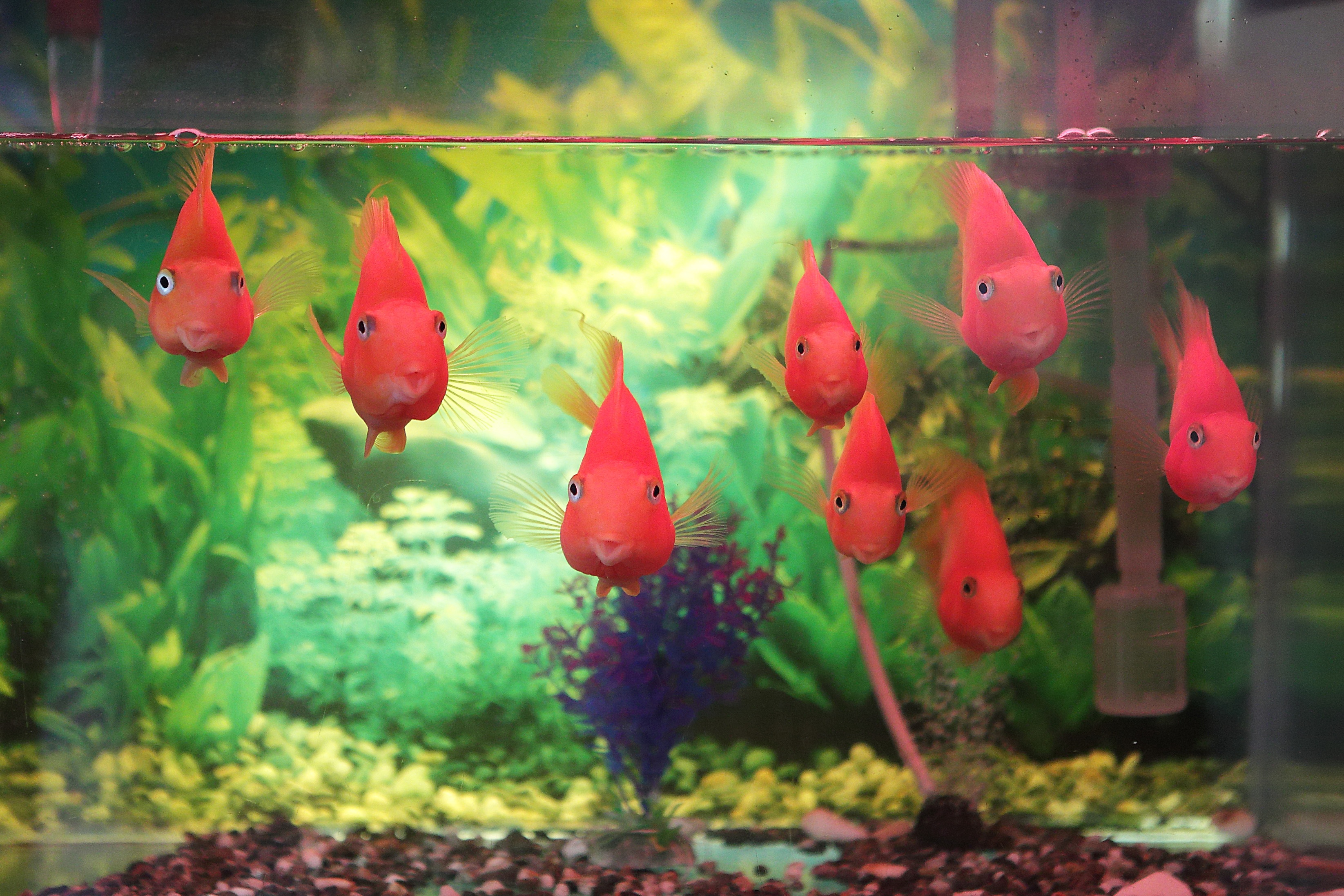 flower-red-biology-fish-smile-happy-aquarium-goldfish-fish-tank-freshwater-aquarium-open-heart-1061476.jpg
